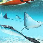 تيشيرت ستينج راي باللون الازرق للاولاد, 1, hi-res